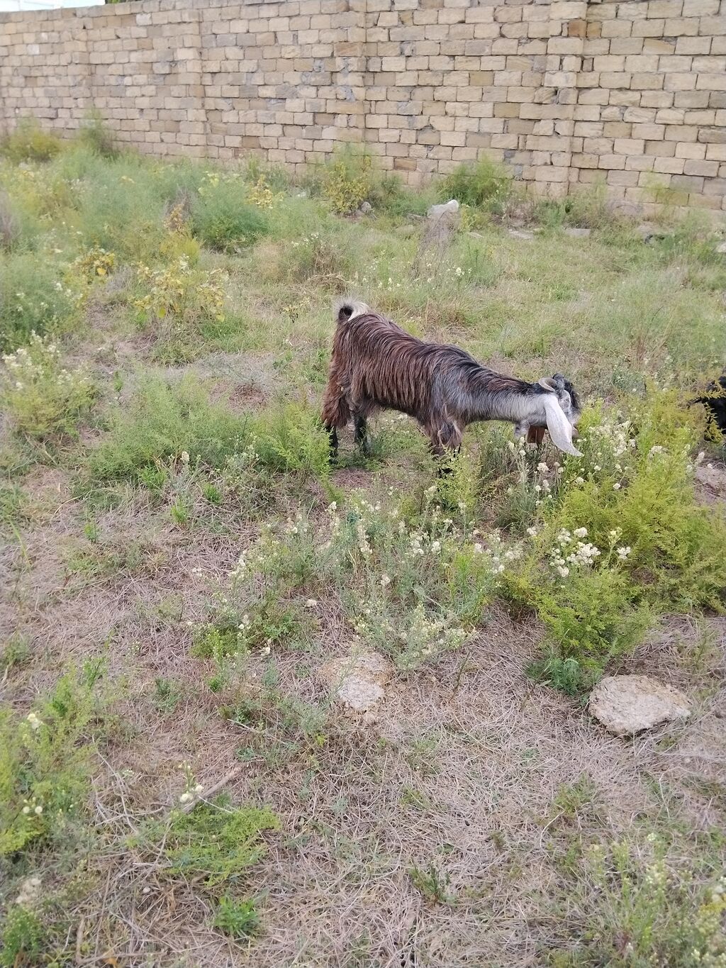 Salam helbdi sortu erkydi damzdga super her qiymətə var edrimde olcaq — Kənd təsərrüfatı heyvanları, Fatmayı (5)