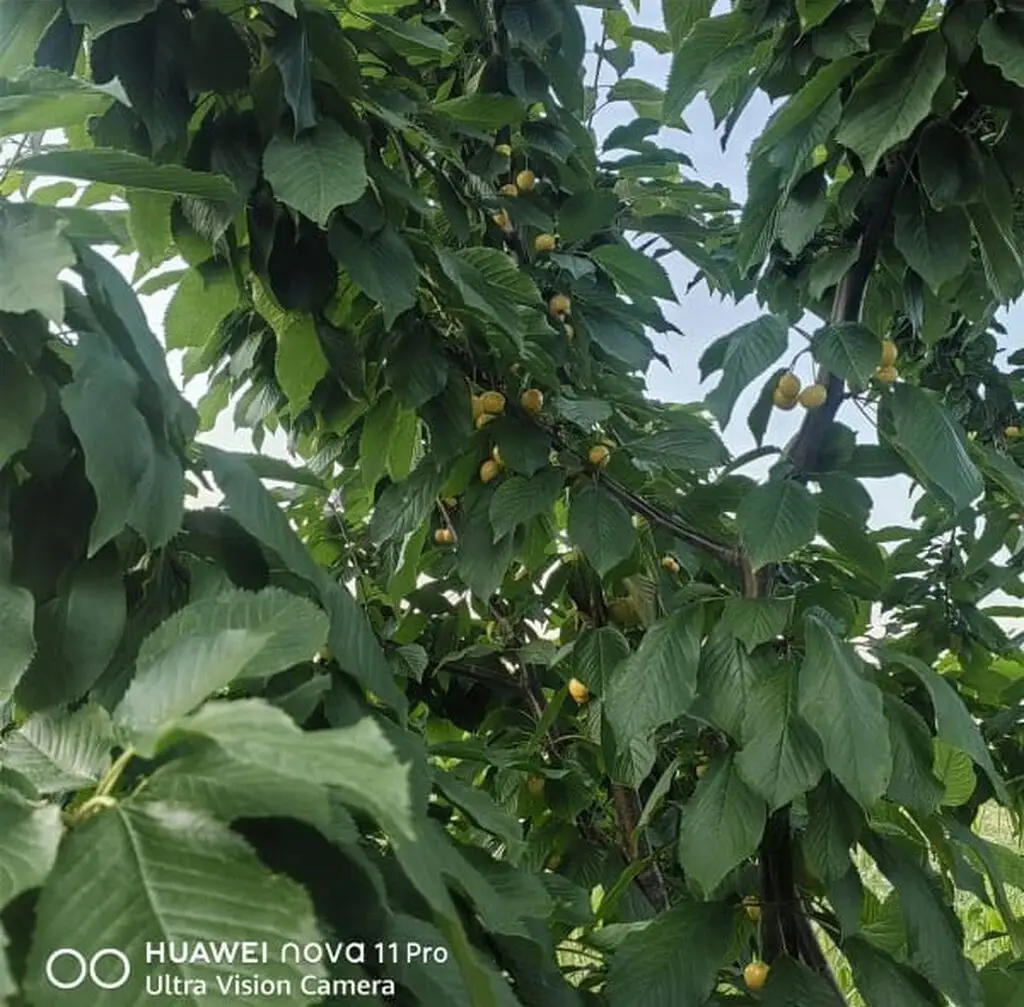 270 sot Torpaq Satılır, Xaçmaz — Torpaq, Xaçmaz (3)