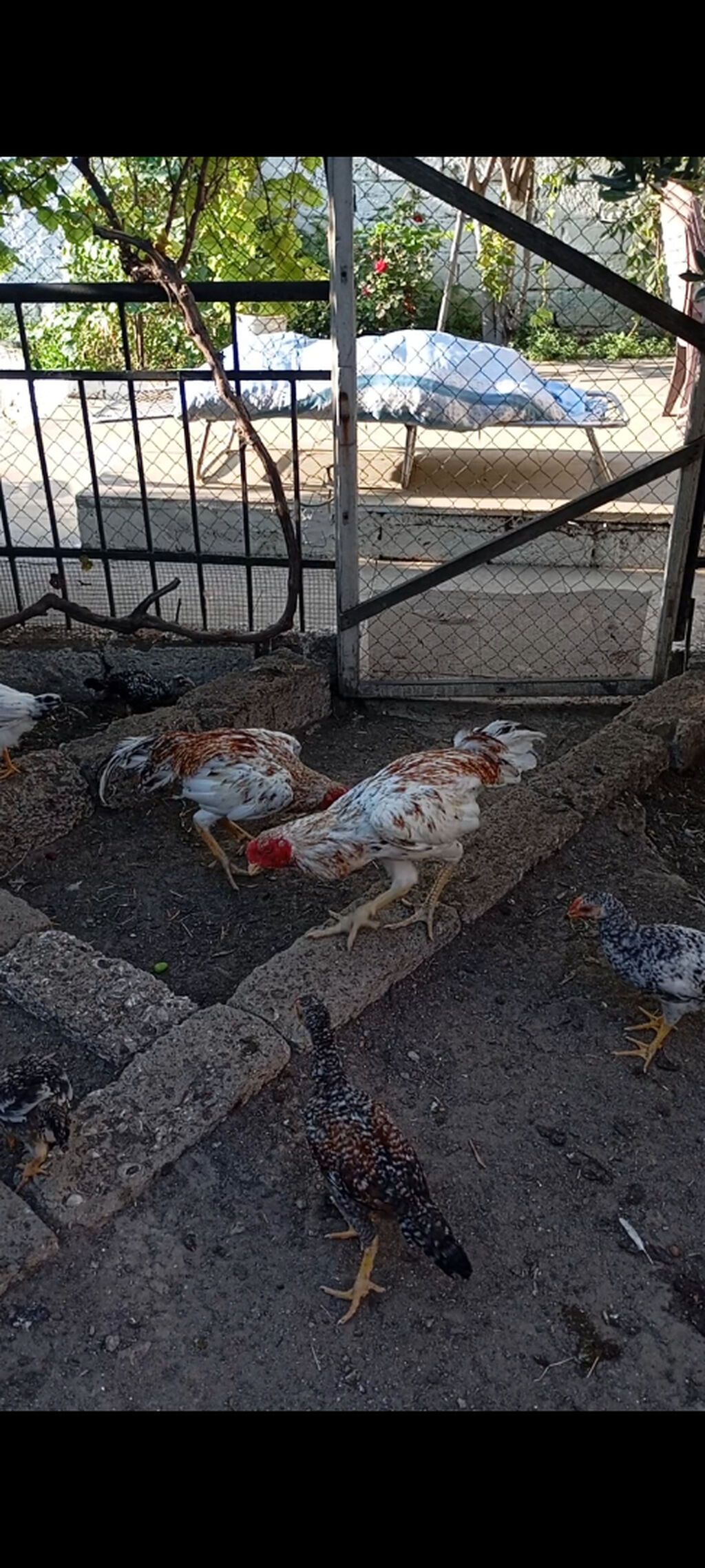 Heyrati pleymut becə satilir.11 ayliqdi.irak türk qarişigidi — Toyuq və xoruz, Bakı (4)
