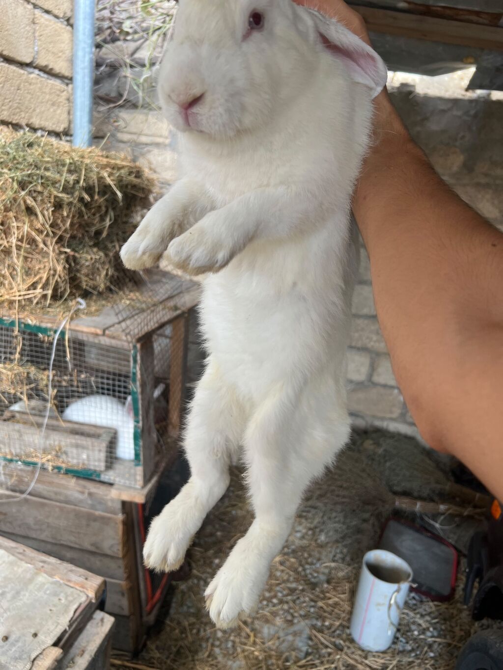 Ağ rəngli ev dovşanı - Cins: ehtimalən Kaliforniya/rizen tipli ağ — Dovşanlar, Bakı (4)