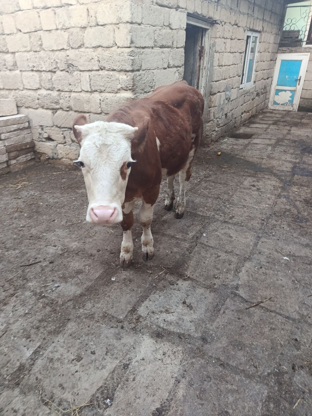 Dana, buzov, Dişi, Simental, ay: 9, Damazlıq — Kənd təsərrüfatı heyvanları, Bakı (3)
