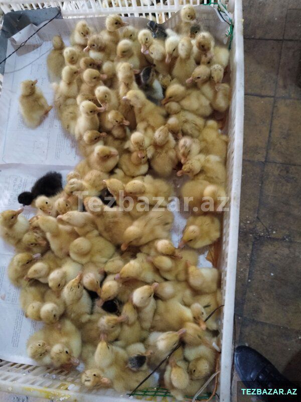 Kənd cucəsi — Quşlar, Bakı (10)