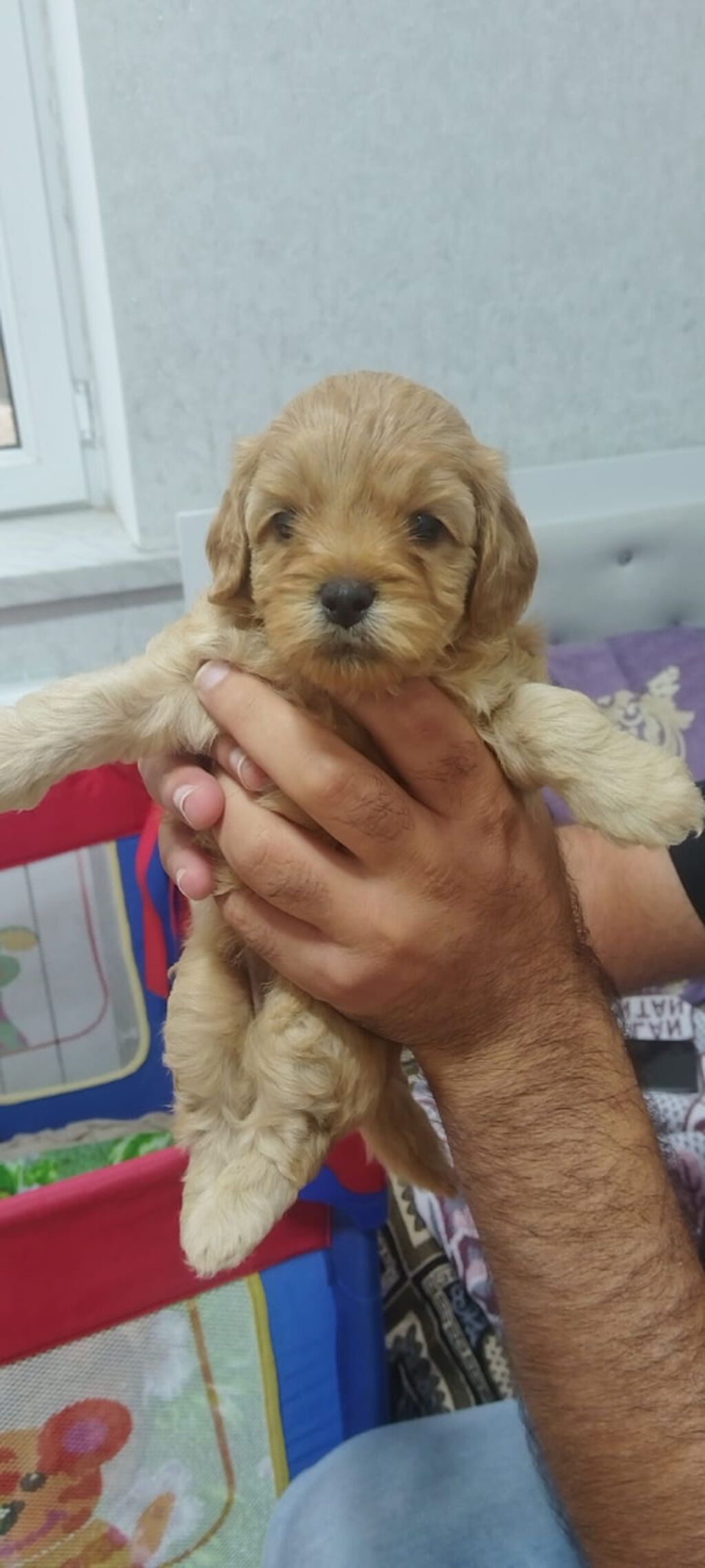 Pudel, 1 ay — Köpəklər, Bakı (3)