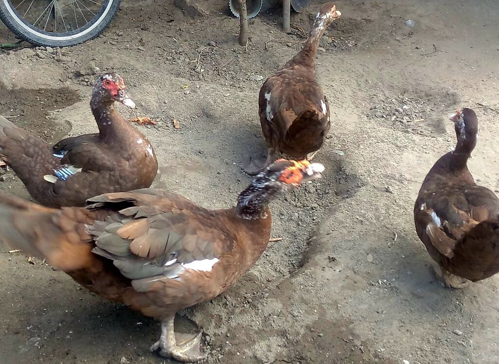 Təmiz qan 3 ədəd krasnadar dişi ördəklər satılır. 10 aylıqdılar — Digərləri, Bakı (4)