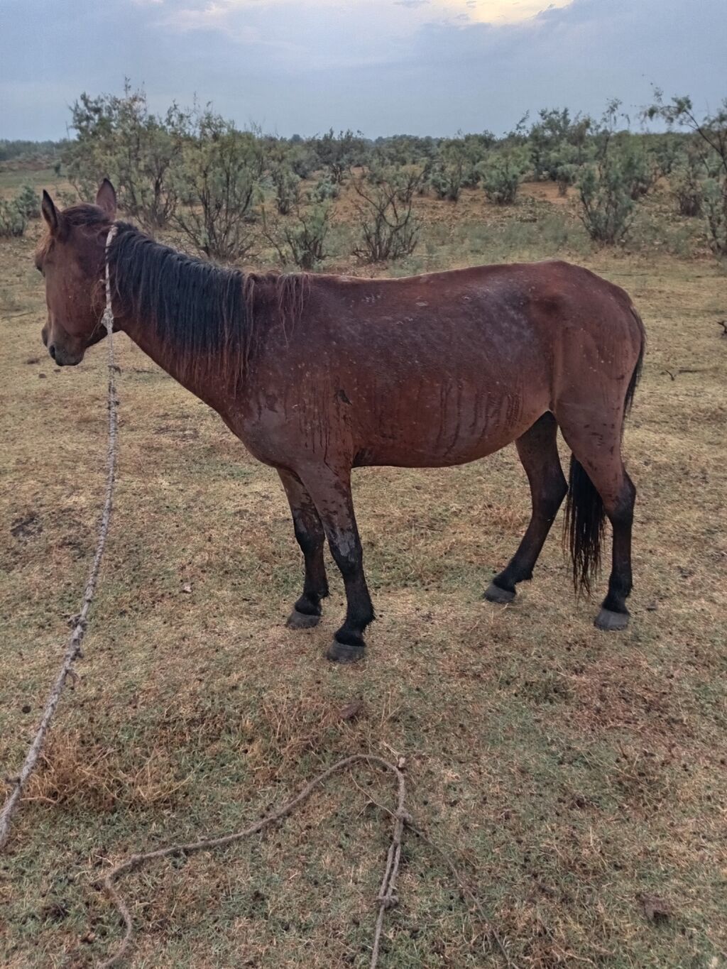 Erkək, il: 7 — Atlar, Zərdab (2)