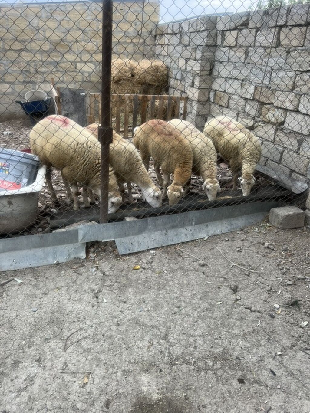 Beyləqan cinsi Damazlıg 4 disi 1 erkət toglu ünvan musviqabad qəsəbəsi — Kənd təsərrüfatı heyvanları, Bakı (3)