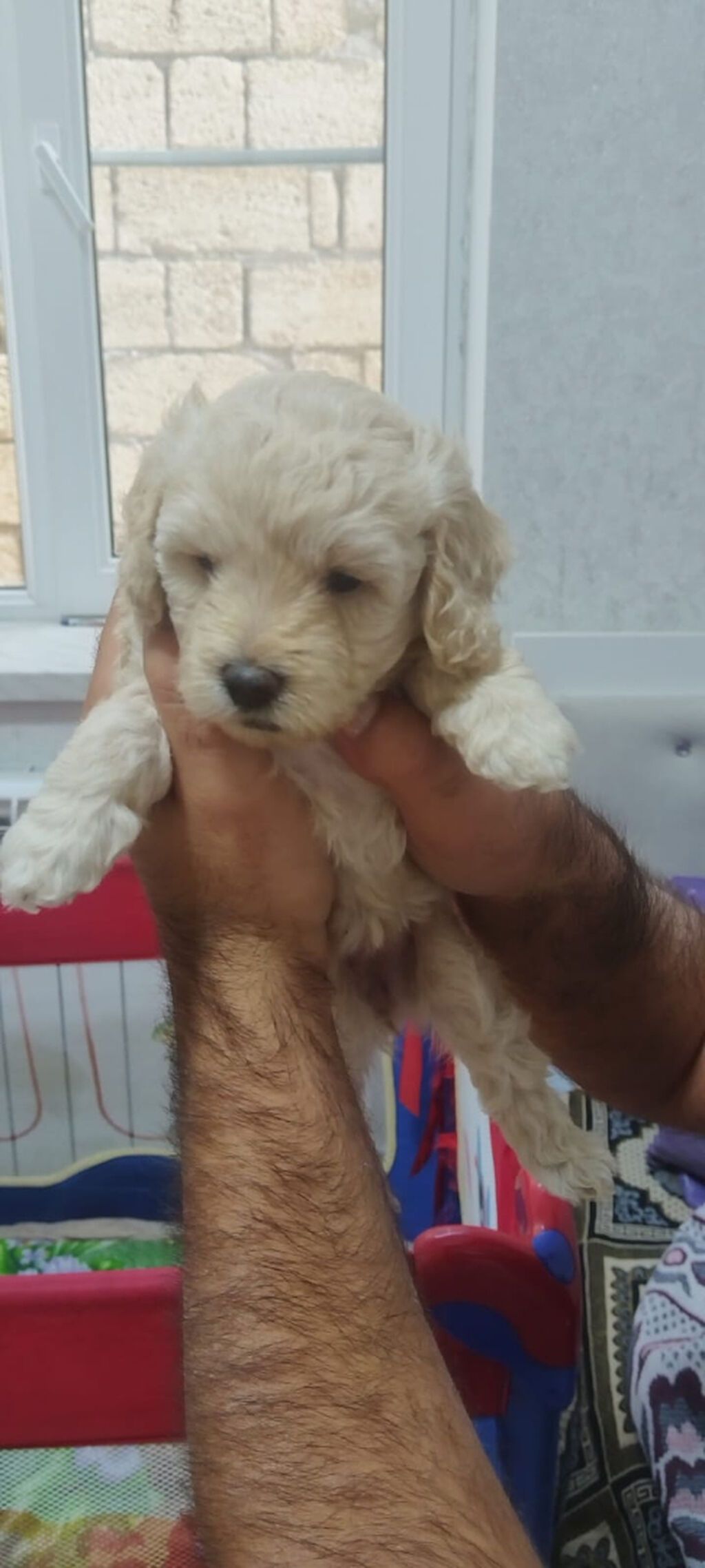 Pudel, 1 ay — Köpəklər, Bakı (5)
