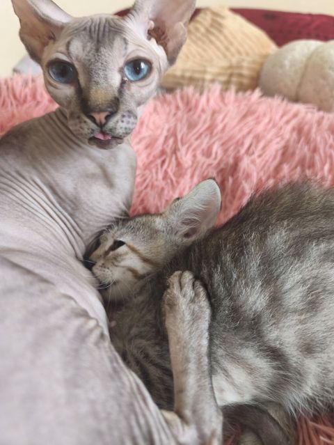 Tabbi, Yaxşı əllərə — Bakı