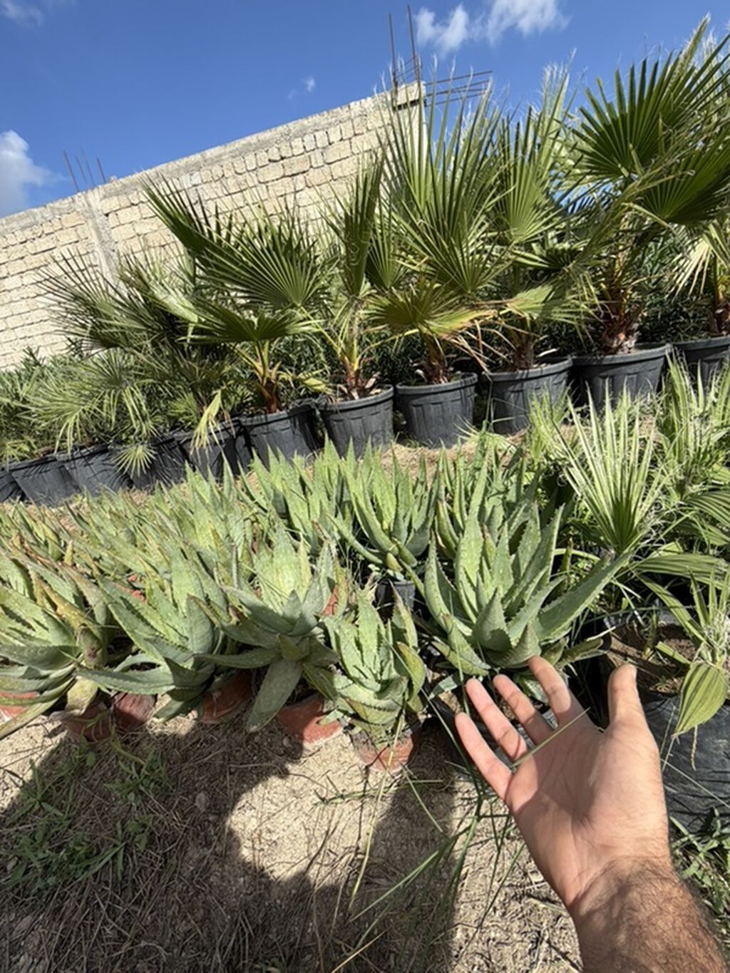 Aloe vera 50 ədəd var. Tək tək 5 manat topdan 4 manat. Ünvan Binə — Bitkilər, Bakı (2)