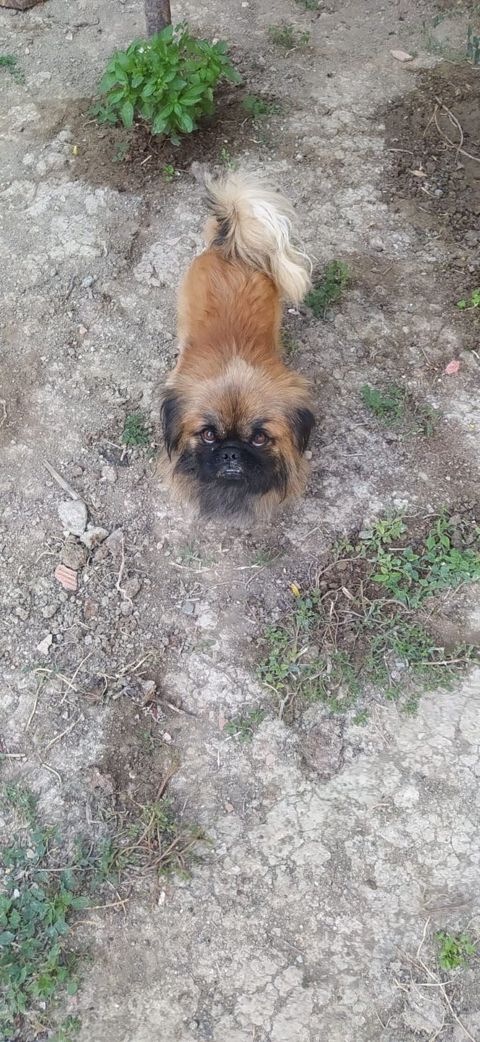 Pekines — Digah