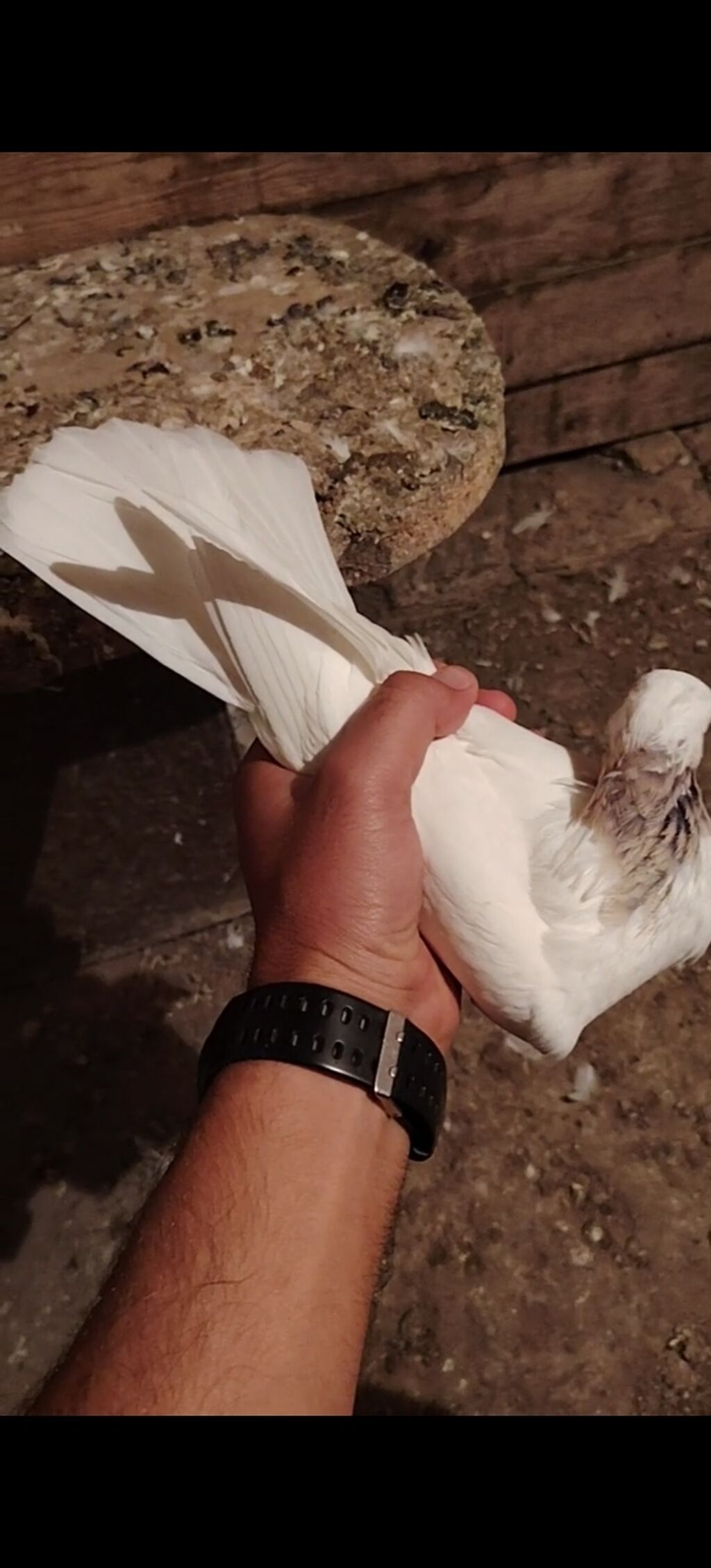 Boynu xinali arxa dirnagi kesik 12 tuk erkek satilir yay tutulmasidi — Göyərçin, Digah (7)