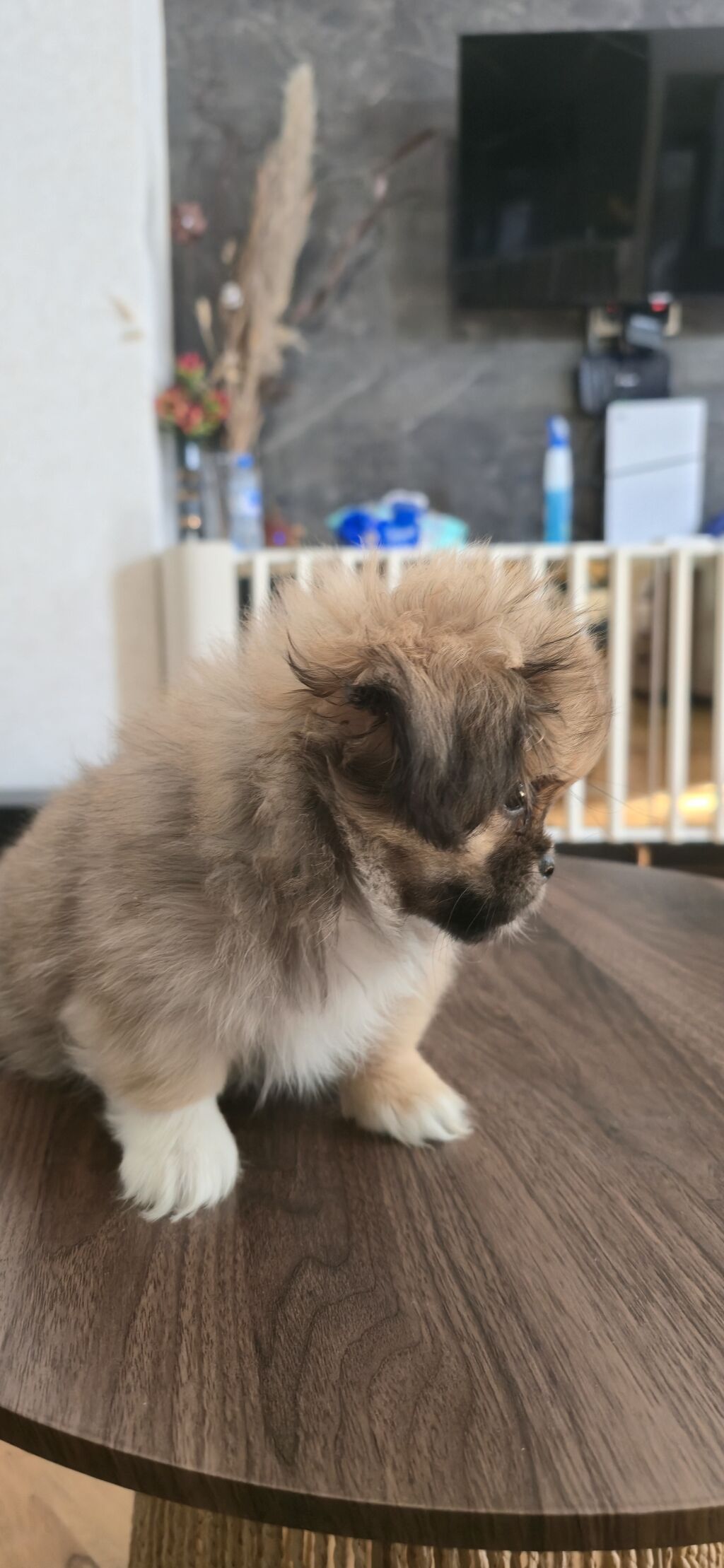 Pekines, 3 ay, Peyvəndli — Köpəklər, Masazır (2)