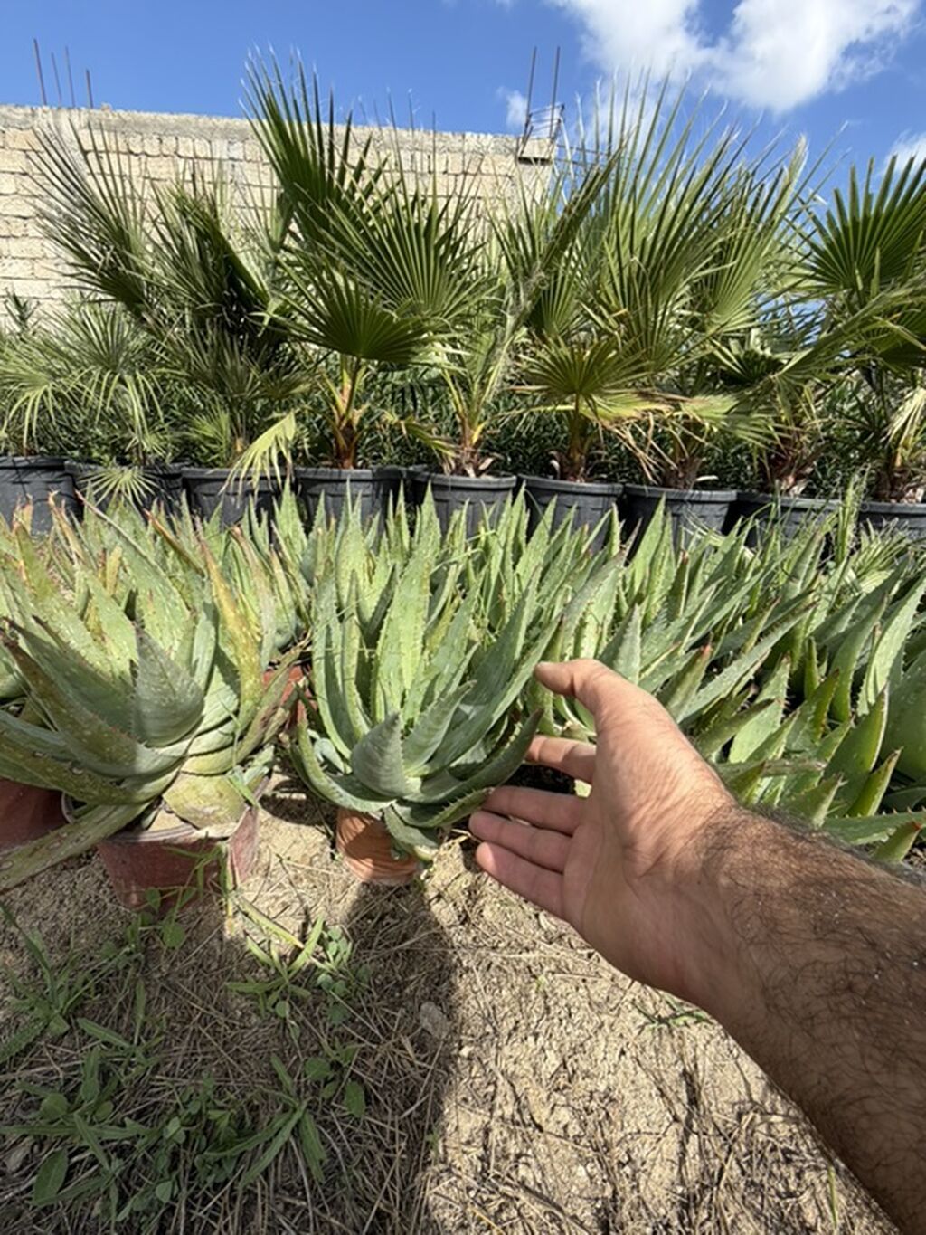 Aloe vera 50 ədəd var. Tək tək 5 manat topdan 4 manat. Ünvan Binə — Bitkilər, Bakı (3)