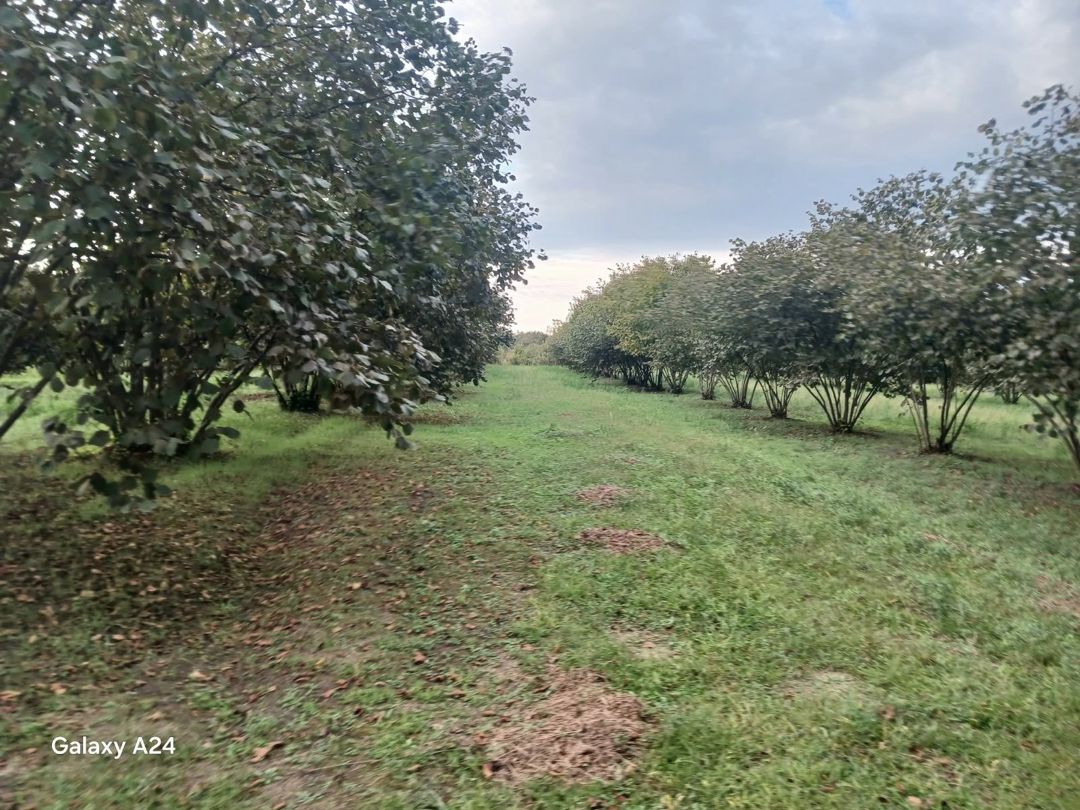 Satılır torpaq 190 sot — Torpaq, Zaqatala (10)