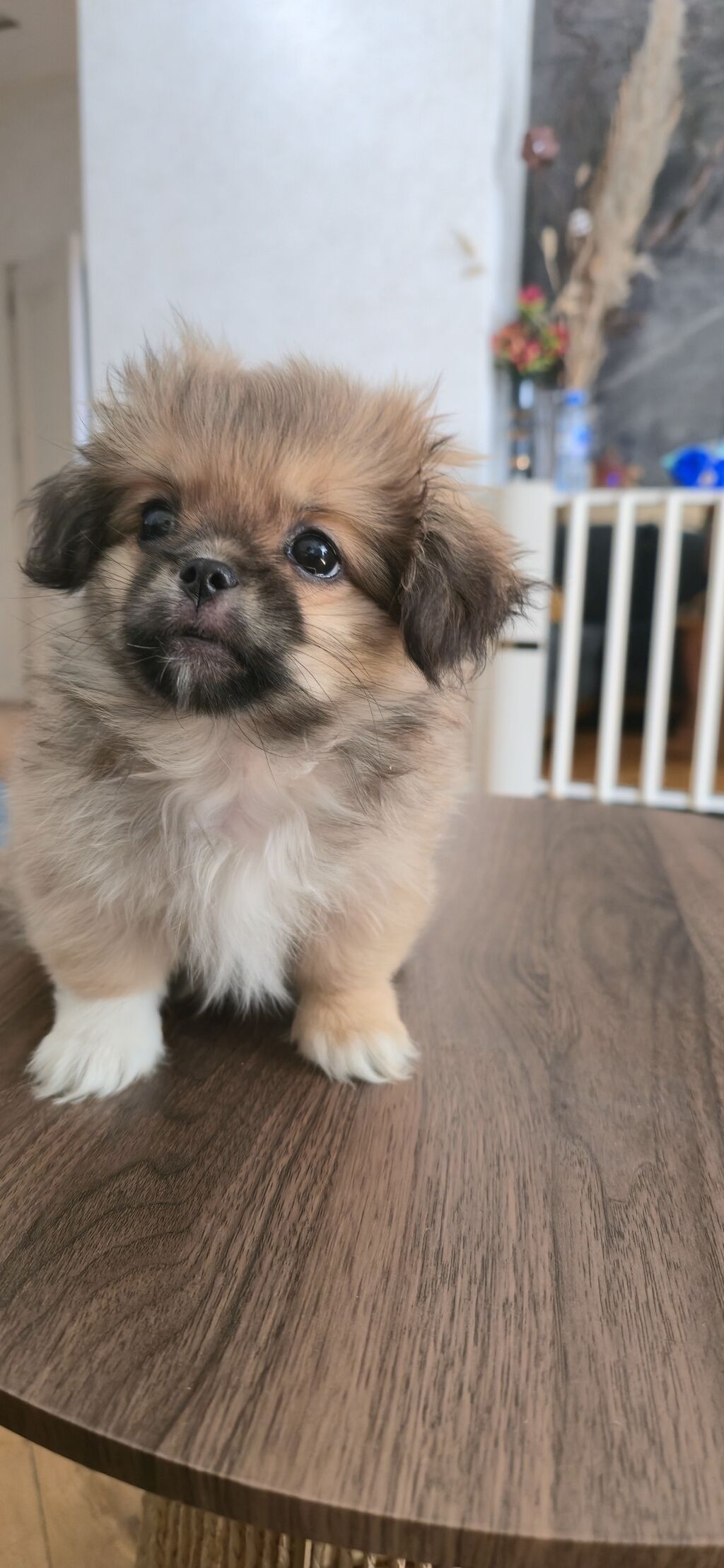 Pekines, 3 ay, Peyvəndli — Köpəklər, Masazır (3)