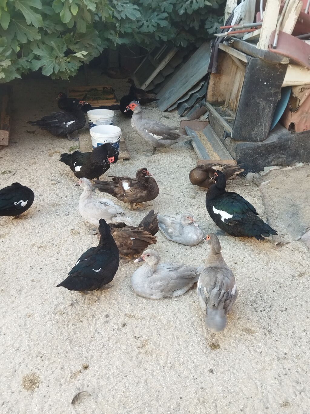 Lal ördəklər krasnadar macar zümrüd lavanda super heyvanlardı — Digərləri, Bakı (3)