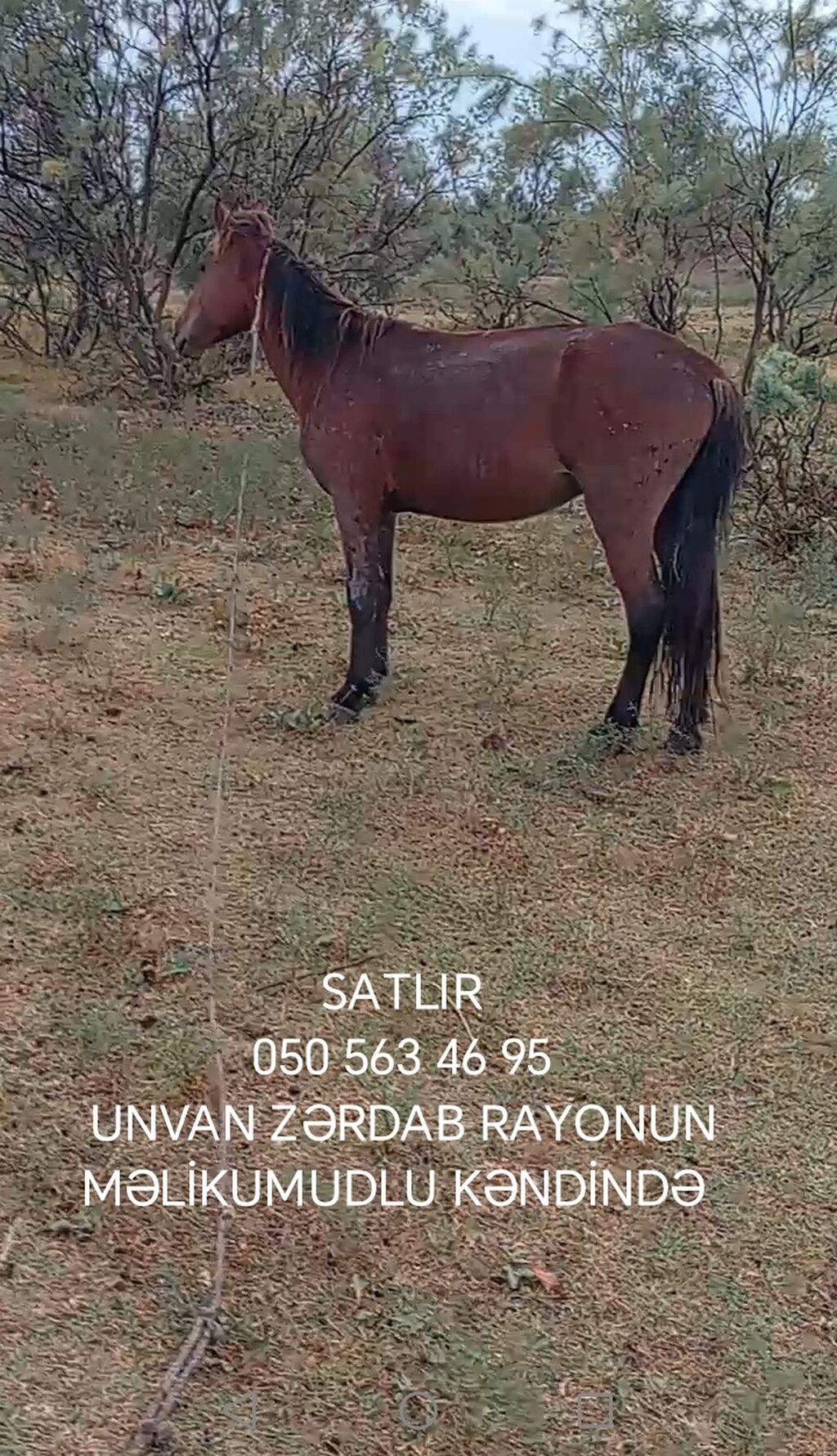 Erkək, il: 7 — Atlar, Zərdab