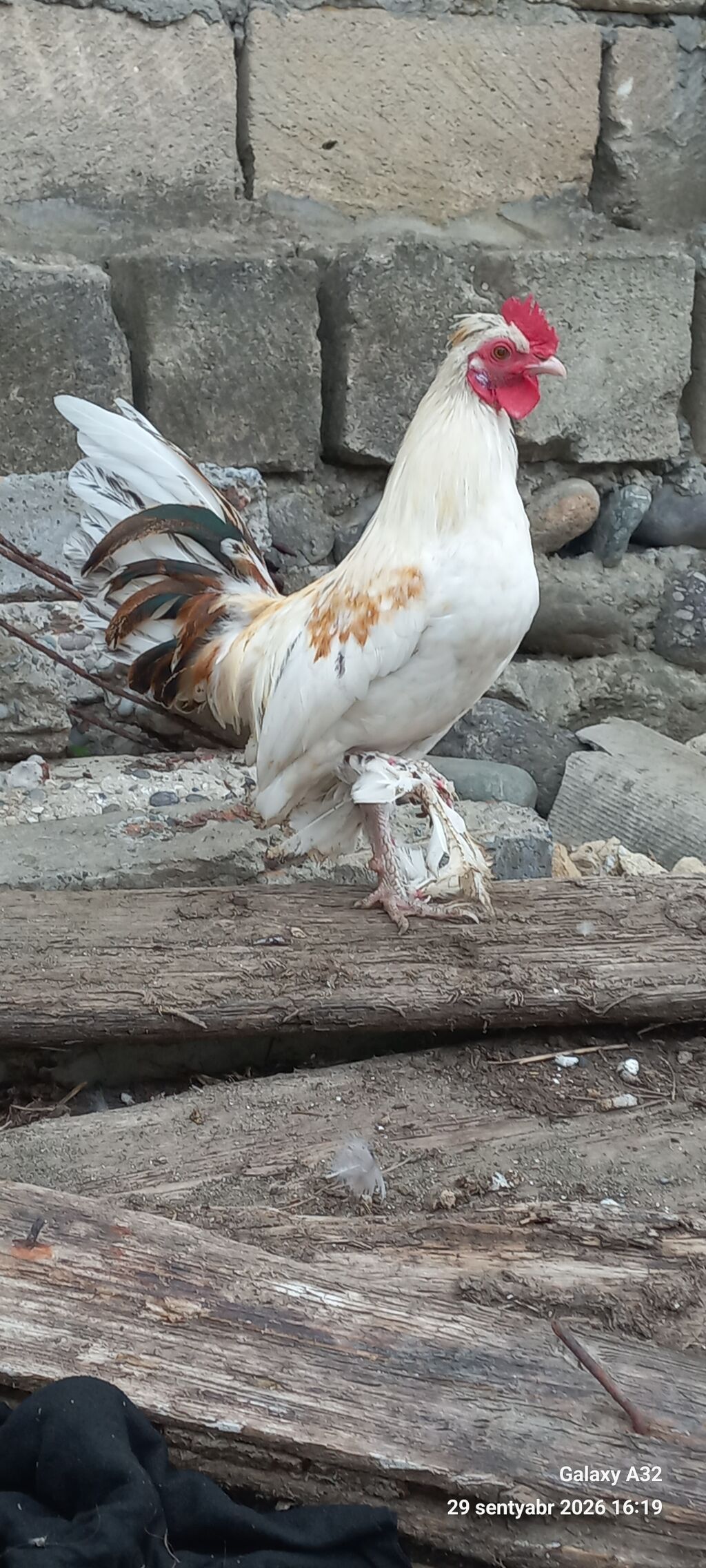 Tam sağlam 6 aylıq cır yaponkalar.Unvan Lənkəran Bakıya 20yanvara və — Toyuq və xoruz, Lənkəran (2)
