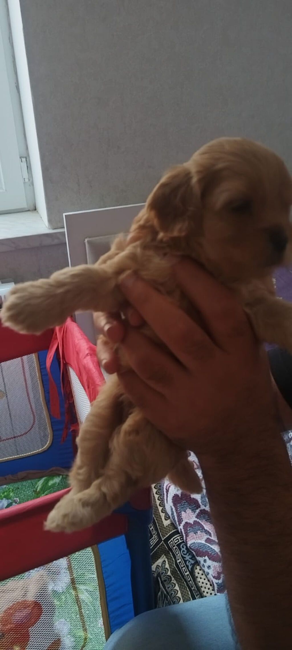 Pudel, 1 ay — Köpəklər, Bakı (8)