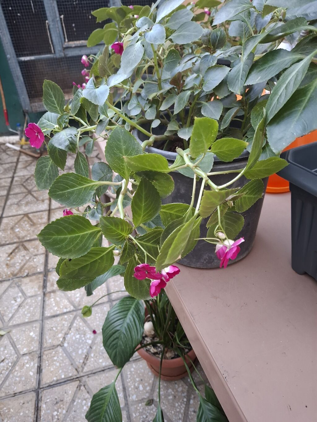 Impatiens (Balsamin) saksı gülü – canlı çəhrayı çiçəklərlə - Bitki — Qapı bitkələri, Bakı (9)
