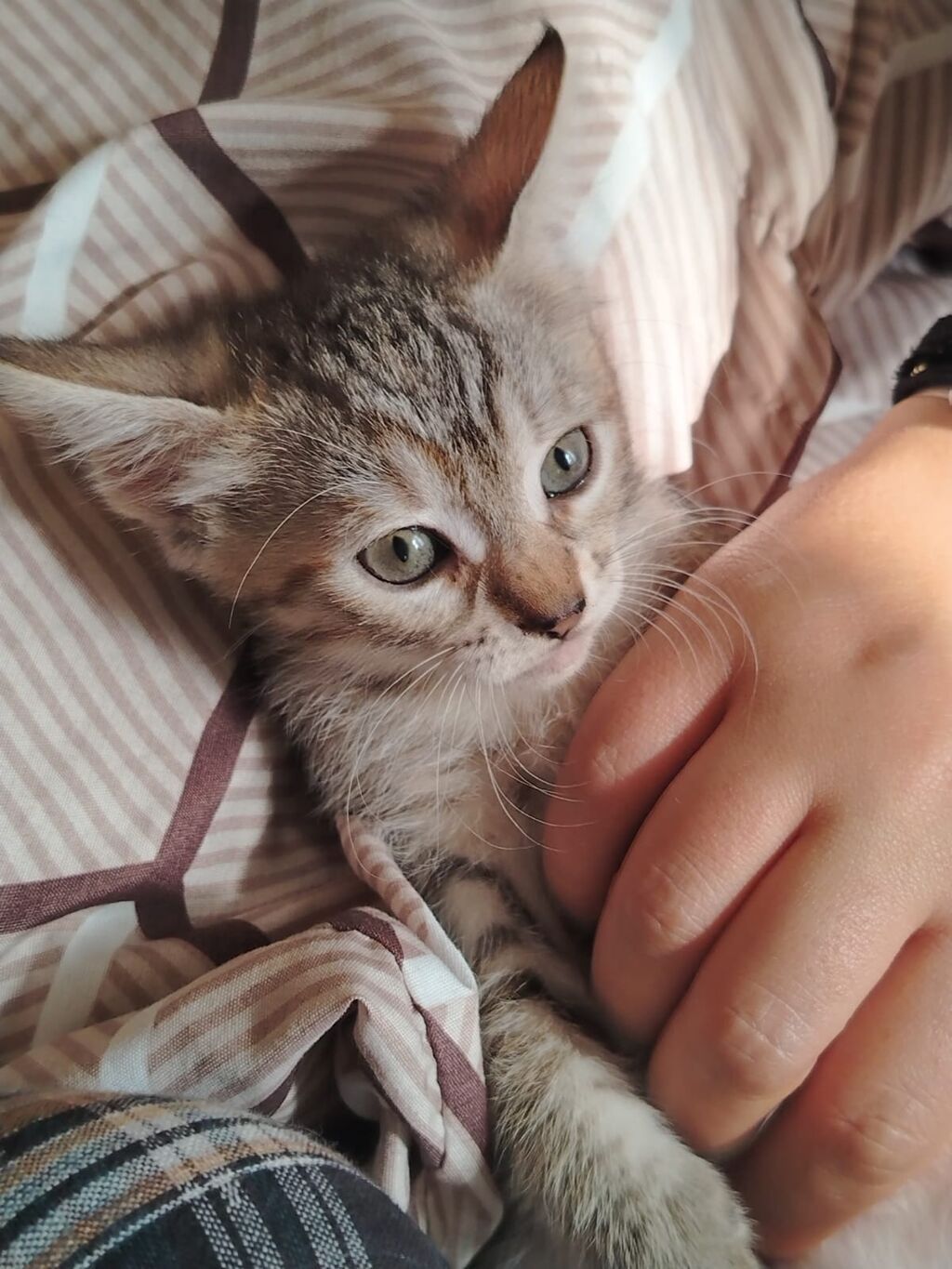 Tabbi, Yaxşı əllərə — Pişiklər, Bakı (2)