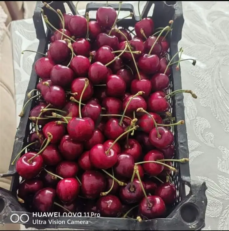 270 sot Torpaq Satılır, Xaçmaz — Xaçmaz