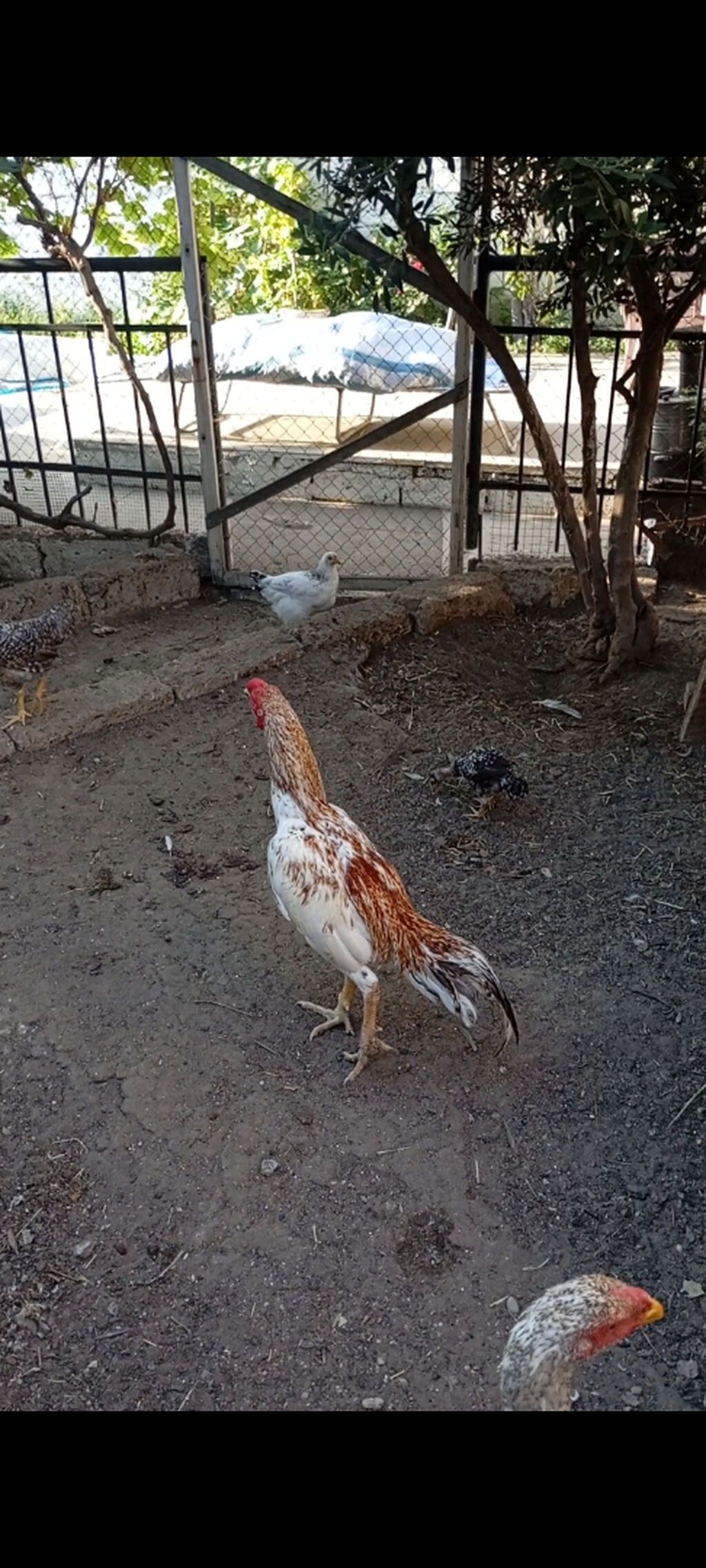 Heyrati pleymut becə satilir.11 ayliqdi.irak türk qarişigidi — Toyuq və xoruz, Bakı (6)
