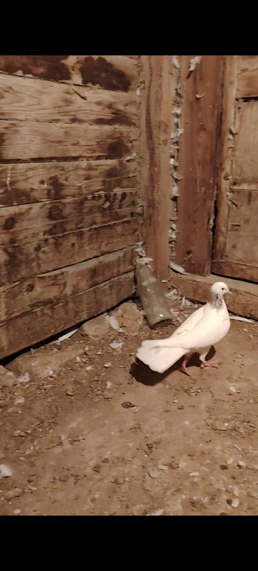 Boynu xinali arxa dirnagi kesik 12 tuk erkek satilir yay tutulmasidi — Göyərçin, Digah (6)
