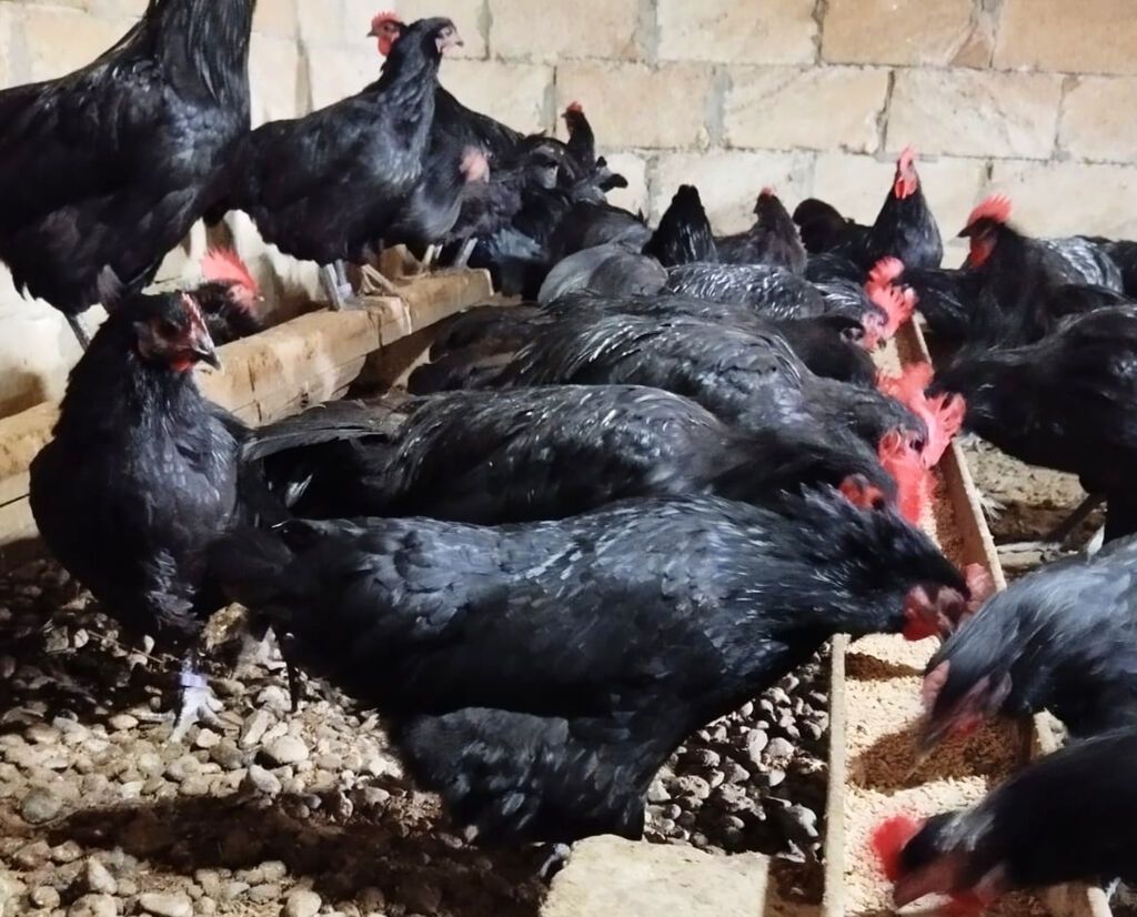 Saf cins Avstrolorp sürüsü satılır. Fərələrdən bəziləri yumurtaya — Digərləri, Bakı (3)