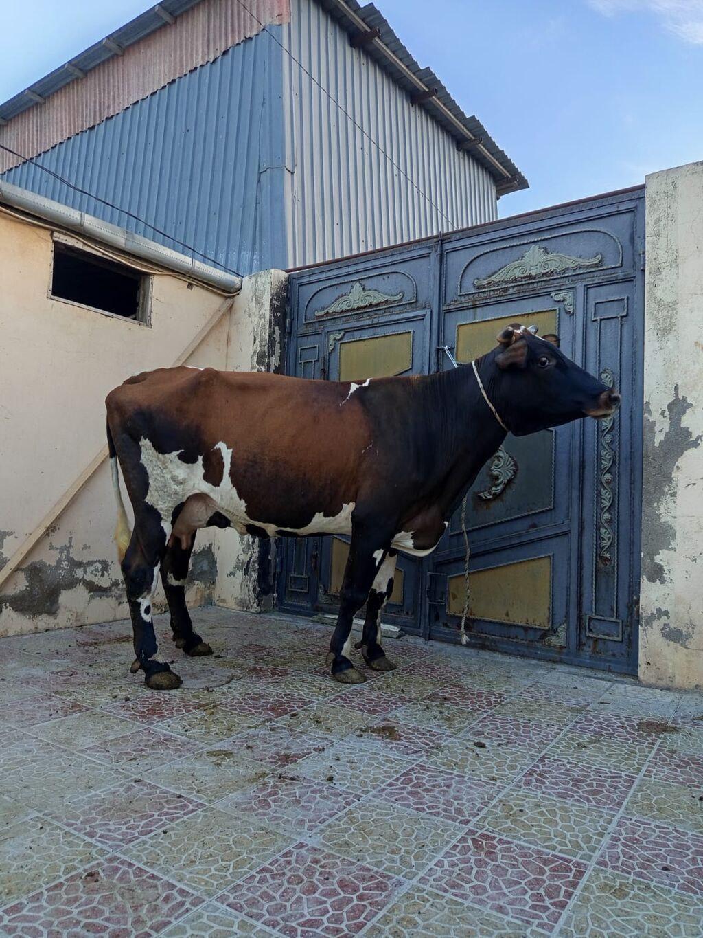 2 ci qarna balali duye sudu 18 litr .mayin 14 du dogub balasi erkeydi — Kənd təsərrüfatı heyvanları, Bakı (4)