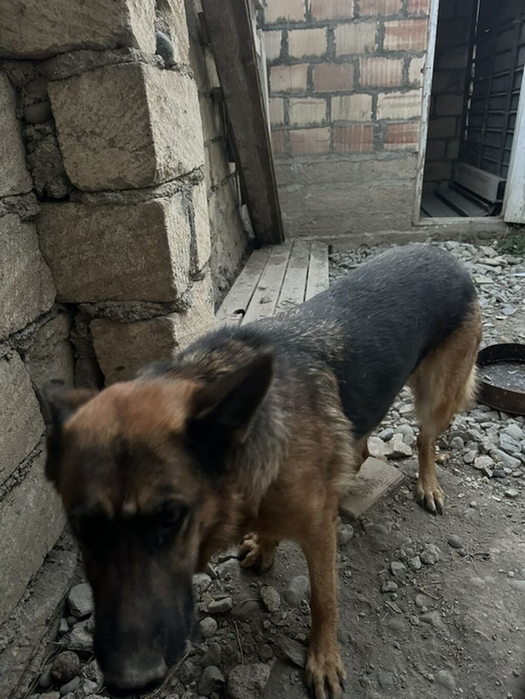 Alman çoban iti, 6 il, Dişi — Köpəklər, Gəncə