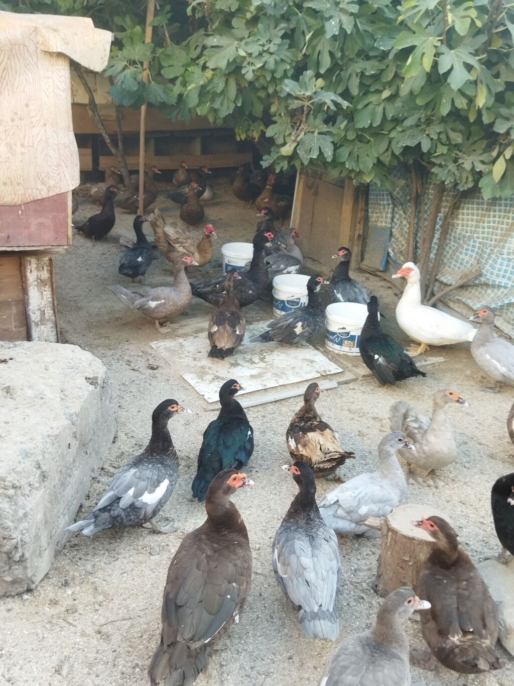 Lal ördəklər krasnadar macar zümrüd lavanda super heyvanlardı — Digərləri, Bakı (9)