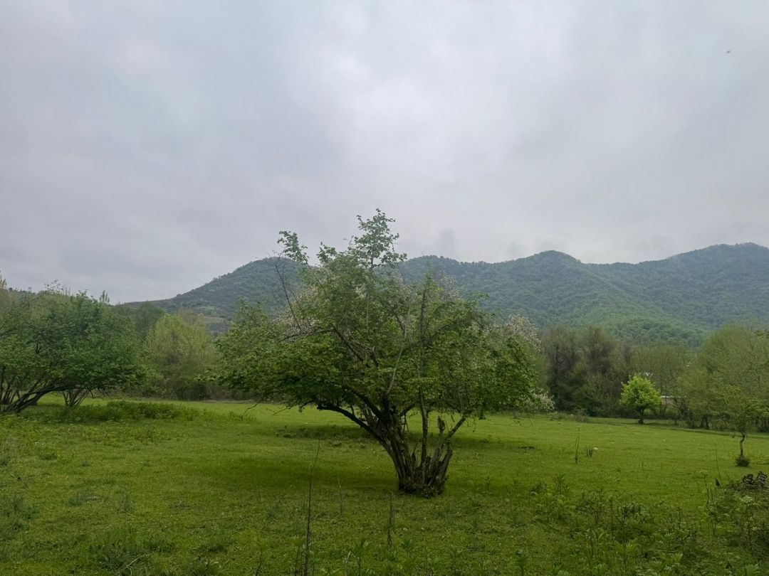 Satılır torpaq 71 sot — Torpaq, Qəbələ (12)