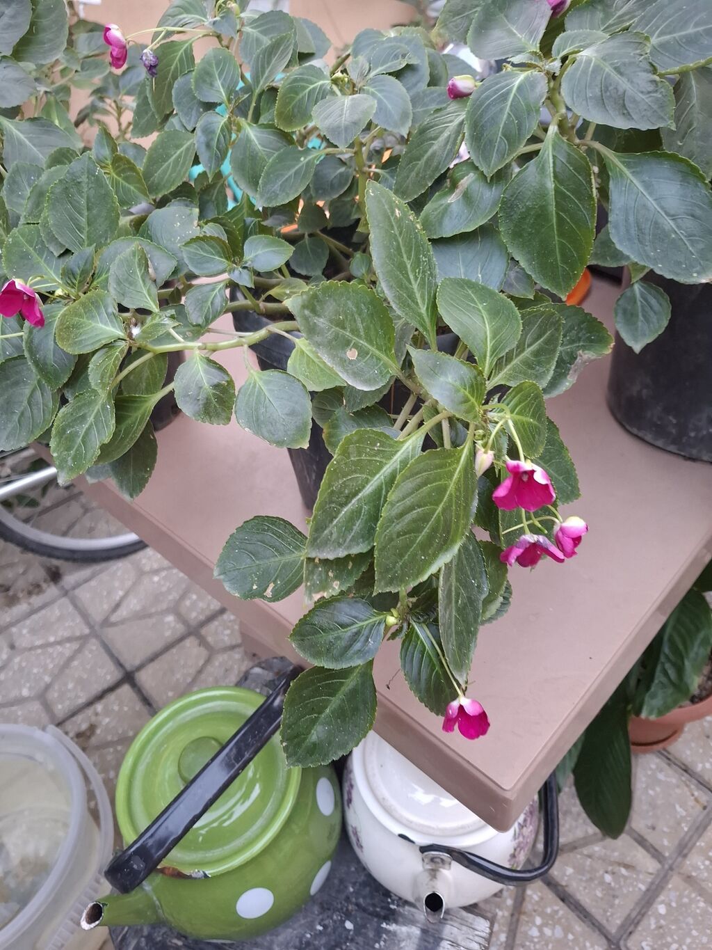 Impatiens (Balsamin) saksı gülü – canlı çəhrayı çiçəklərlə - Bitki — Qapı bitkələri, Bakı (6)