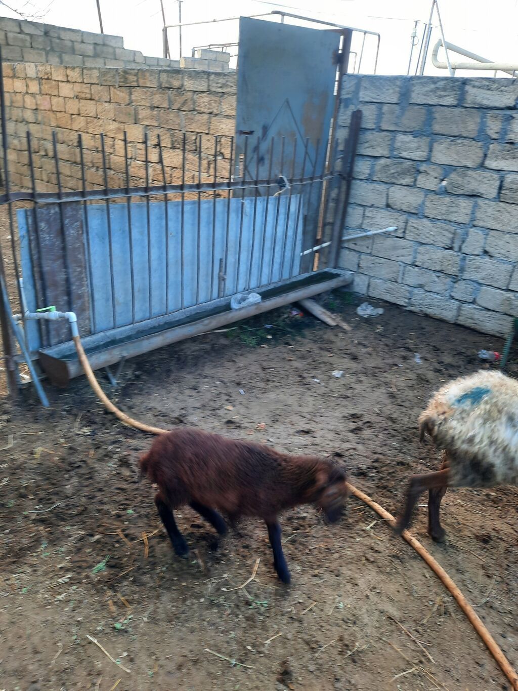 5Qoyun və5 quzu dəsti - Ana qoyun – südlü, quzu əmizdirir. Yerli — Kənd təsərrüfatı heyvanları, Mehdiabad