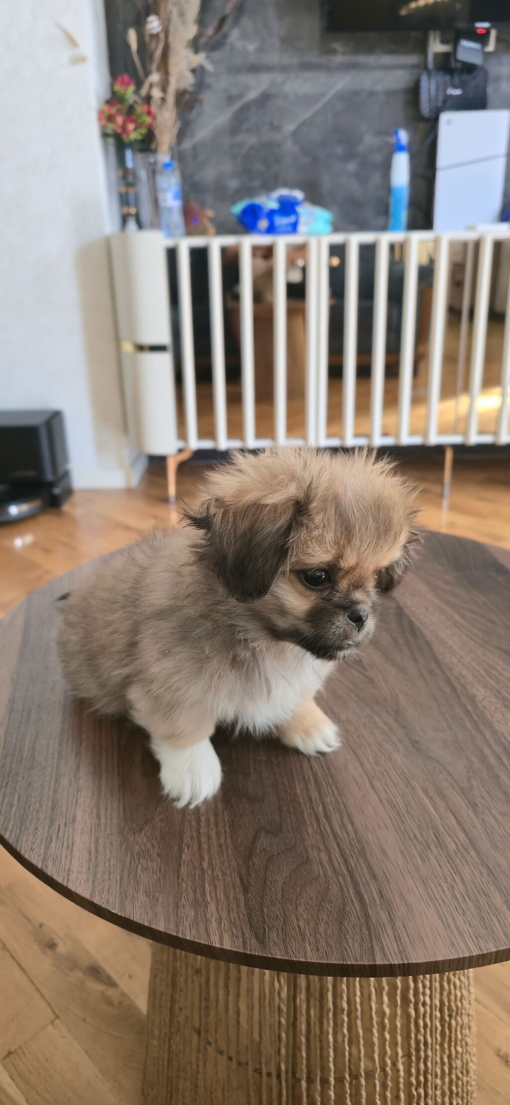 Pekines, 3 ay, Peyvəndli — Köpəklər, Masazır (5)
