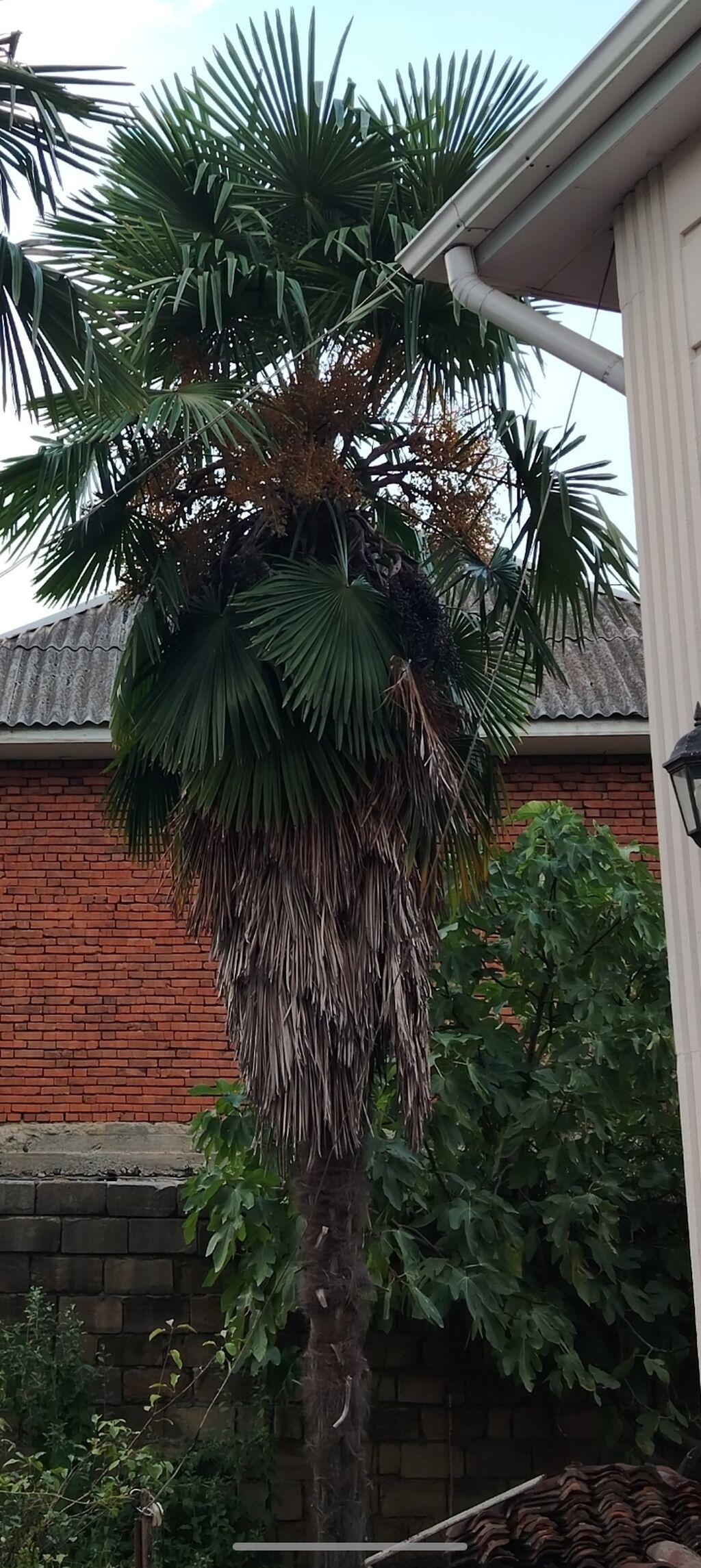 Palma – Yelpiyarpaq (Trachycarpus fortunei) - Hündürlüyü: 9 metr — Ağaclar və fidan, Lənkəran (2)