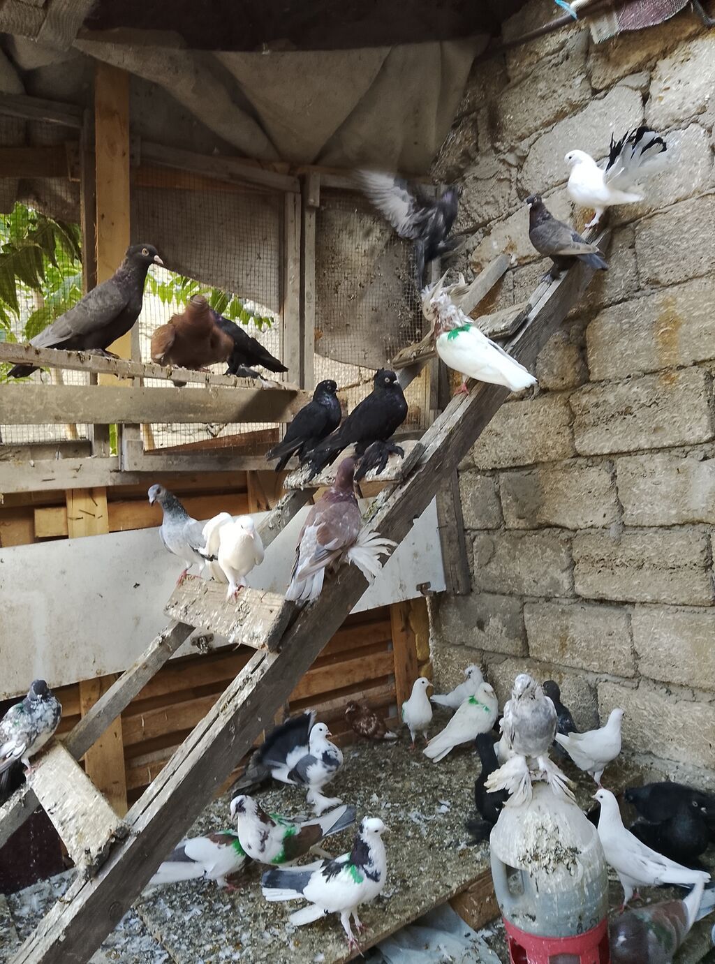 Salam 80 dene olar quş var hem dekarativ hem uçan qusdar yaxşı dirakon — Göyərçin, Digah (2)