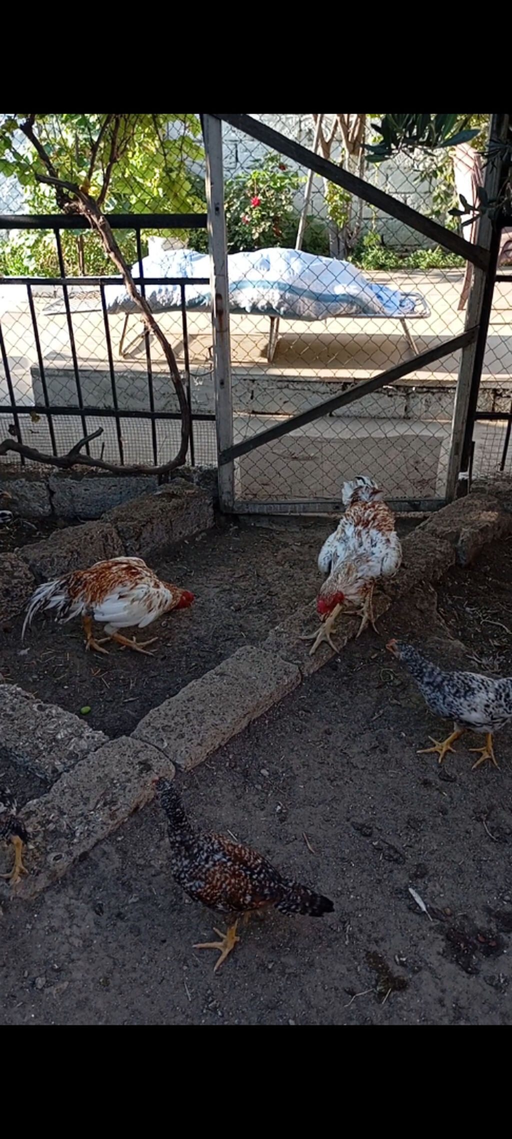 Heyrati pleymut becə satilir.11 ayliqdi.irak türk qarişigidi — Toyuq və xoruz, Bakı (5)
