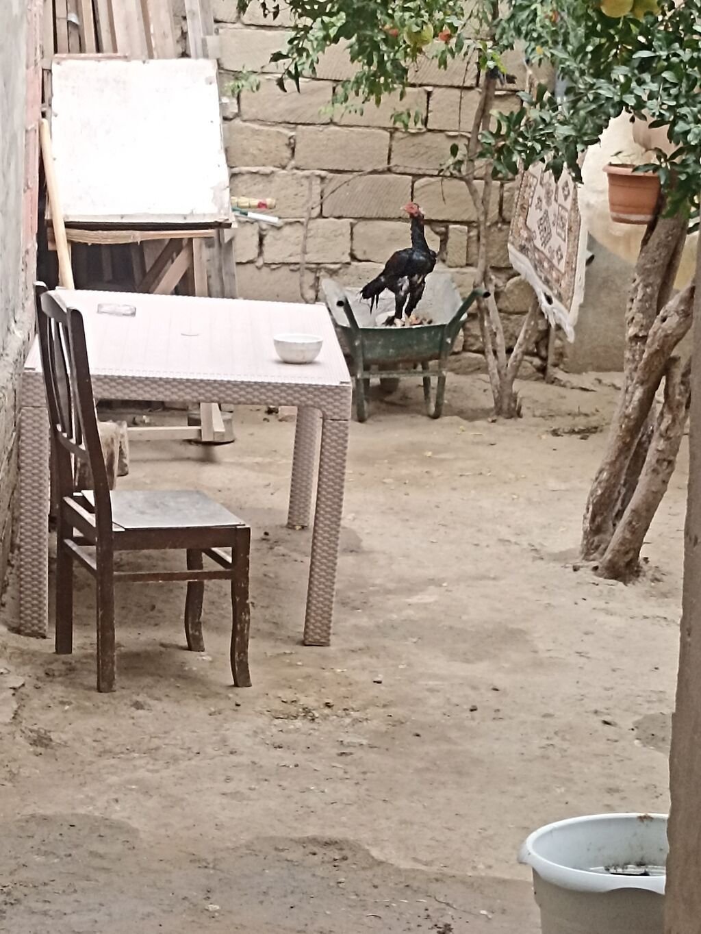Salam Mayda cxıb Heyvanın qana cinsinə söz yoxdu sadəcə baxamram işdə — Toyuq və xoruz, Digah (2)