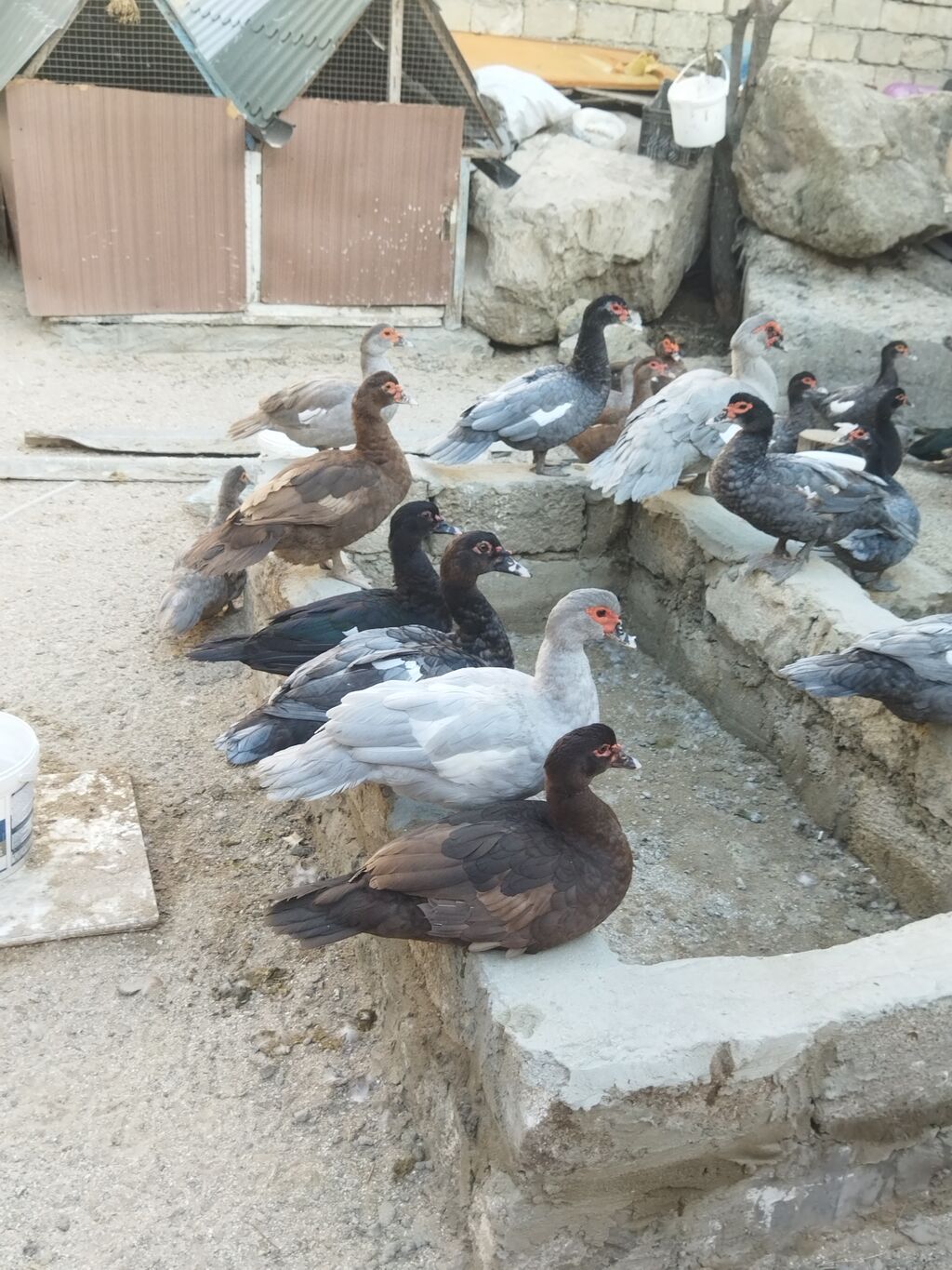 Lal ördəklər krasnadar macar zümrüd lavanda super heyvanlardı — Digərləri, Bakı (10)