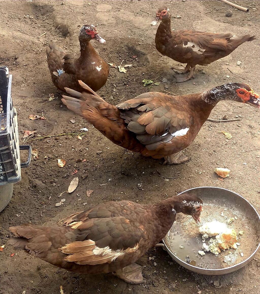 Təmiz qan 3 ədəd krasnadar dişi ördəklər satılır. 10 aylıqdılar — Digərləri, Bakı (5)