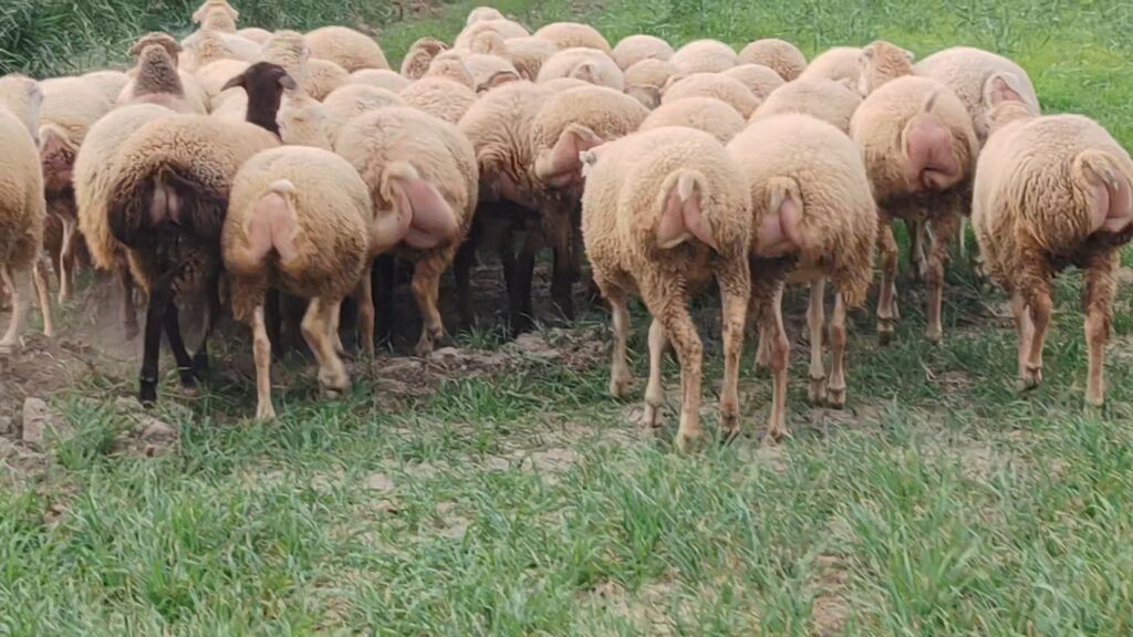Qoyun sürüsü – süd və ət istiqamətli dişi heyvanlar - Növ: yerli — Kənd təsərrüfatı heyvanları, Beyləqan (3)