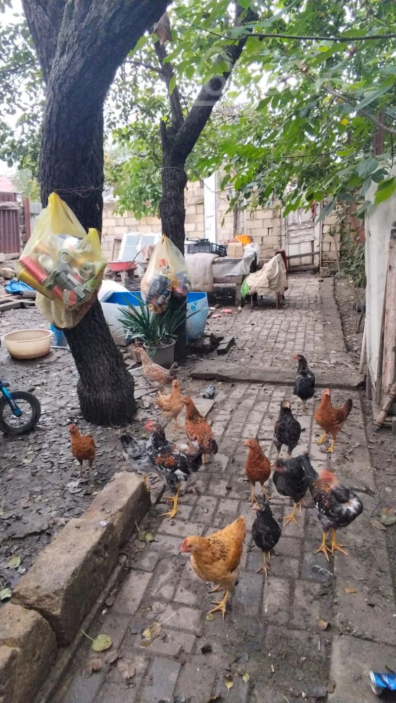 Torpaq sahəsi, 2.4 sot, Quba — Torpaq, Quba (2)