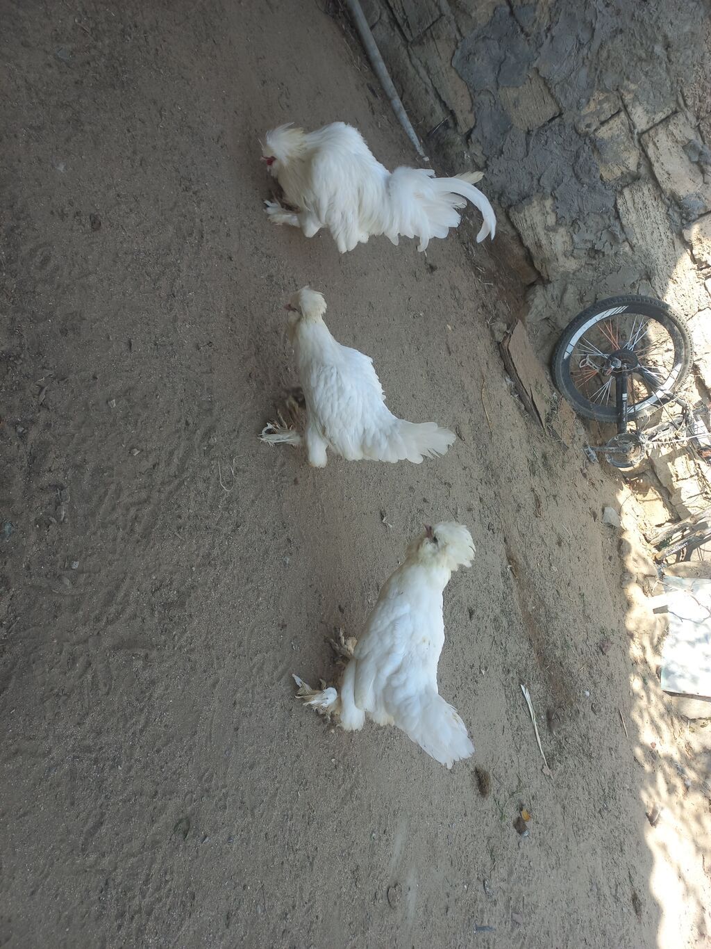 Toyuq, Damazlıq — Toyuq və xoruz, Digah (2)