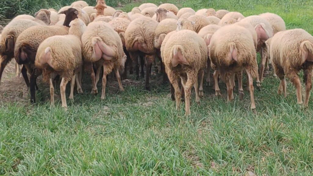 Qoyun sürüsü – süd və ət istiqamətli dişi heyvanlar - Növ: yerli — Kənd təsərrüfatı heyvanları, Beyləqan (8)