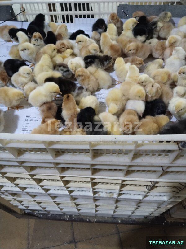 Kənd cucəsi — Quşlar, Bakı (3)