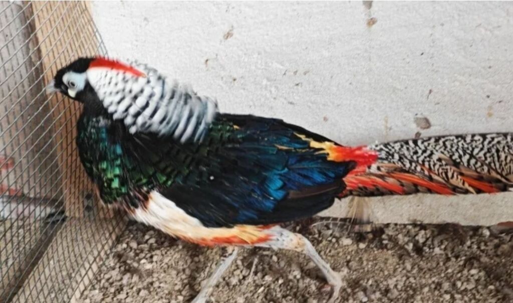 Almaz gırgovulu tək xoruz iki illiy ismaillı rayonu və parlaq — Toyuq və xoruz, Bakı (3)