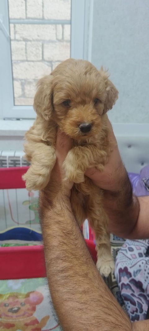 Pudel, 1 ay — Bakı