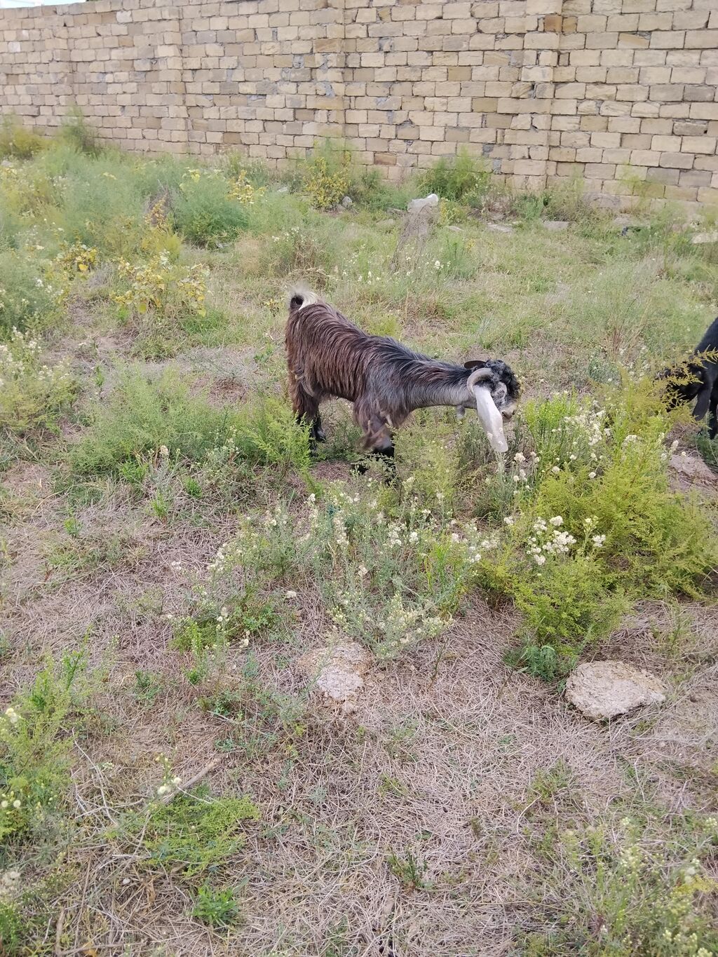 Salam helbdi sortu erkydi damzdga super her qiymətə var edrimde olcaq — Kənd təsərrüfatı heyvanları, Fatmayı (4)